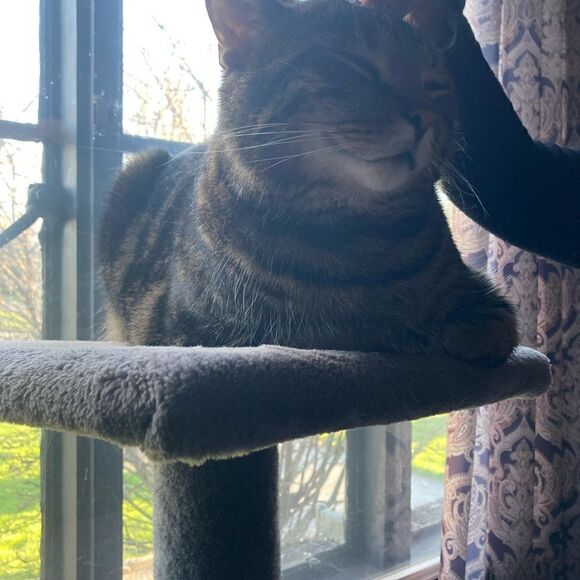 NWT Body Glove Stretch Off The Shoulder Mini Dress - Picture 9 of 9